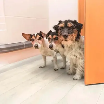 Ламінат BinylPro Fresh Wood 1514 Svalbard Oak-1